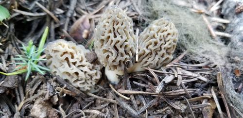 Natural Black Morel