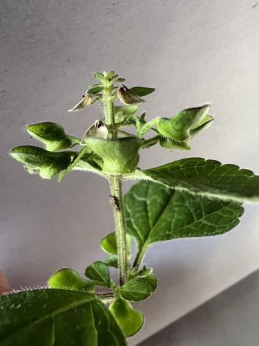 Scutellaria elliptica, photograph 5