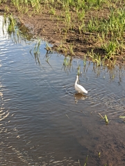 Egretta garzetta