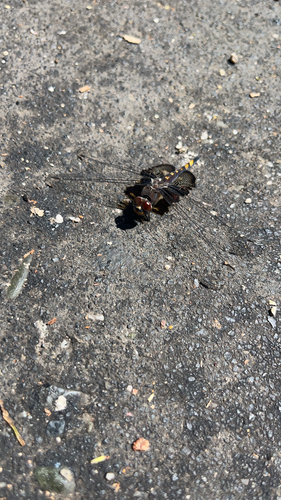 Black Saddlebags