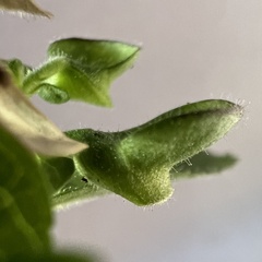Scutellaria elliptica, photograph (c) Anne Parker, some rights reserved (CC BY)