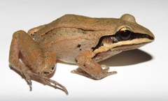 Leptodactylus mystaceus
