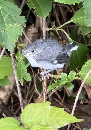 Blue-gray Gnatcatcher