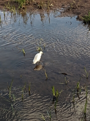Egretta garzetta