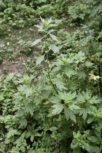 Leonurus turkestanicus, photograph 4