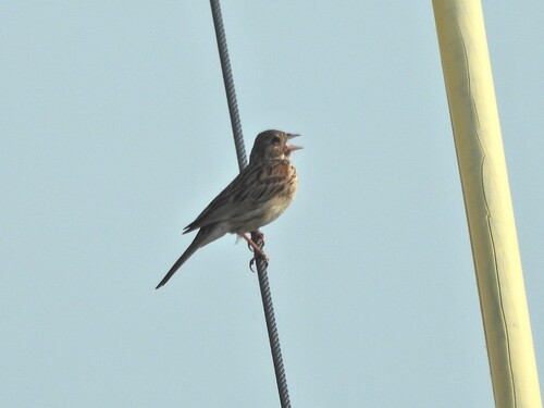 Pooecetes gramineus