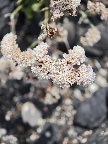 Limonium pectinatum, photograph 1