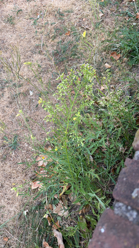 Perennial Wall-rocket