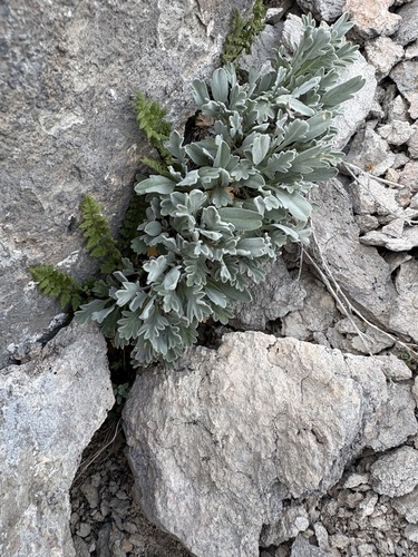 Smelowskia calycina, 2026-07-25