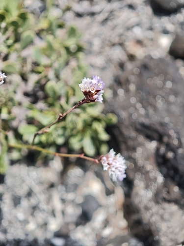 Limonium pectinatum, photograph 2