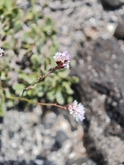 (c) Daniel Heras González, some rights reserved (CC BY) Limonium pectinatum, photograph (c) Daniel Heras González, some rights reserved (CC BY)