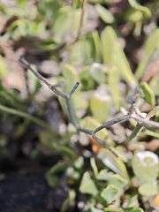 (c) Daniel Heras González, some rights reserved (CC BY) Limonium pectinatum, photograph (c) Daniel Heras González, some rights reserved (CC BY)