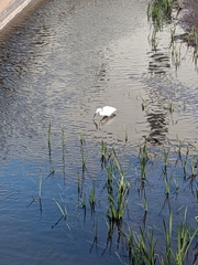 Egretta garzetta