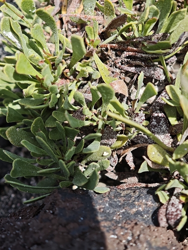 Limonium pectinatum, photograph 4