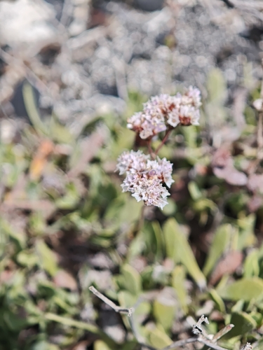 Limonium pectinatum, photograph 5