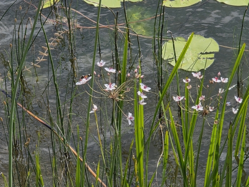 Flowering-rush