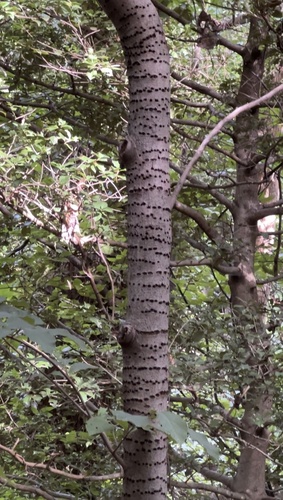 Yellow-bellied Sapsucker