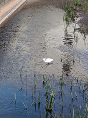 Egretta garzetta