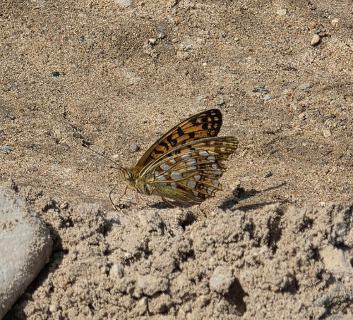High Brown Fritillary