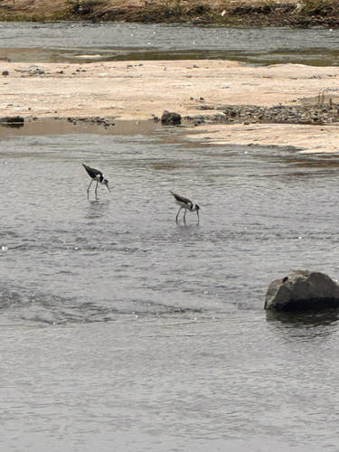 Black-necked Stilt