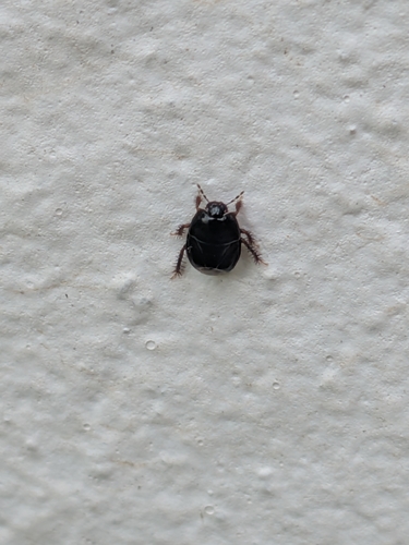 Two-lined Burrowing Bug