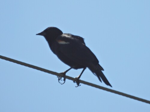 Red-winged Blackbird