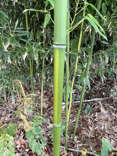 Phyllostachys aureosulcata, photograph 2