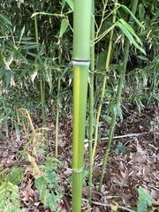 Phyllostachys aureosulcata, photograph (c) Anne Parker, some rights reserved (CC BY)