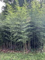 Phyllostachys aureosulcata, photograph (c) Anne Parker, some rights reserved (CC BY)