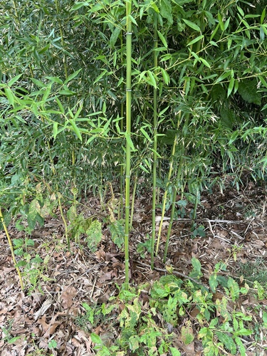 Phyllostachys aureosulcata, photograph 4