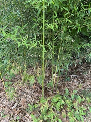 Phyllostachys aureosulcata, photograph (c) Anne Parker, some rights reserved (CC BY)