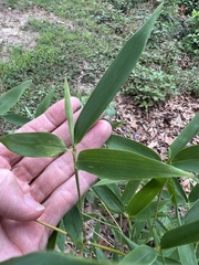 Phyllostachys aureosulcata, photograph (c) Anne Parker, some rights reserved (CC BY)