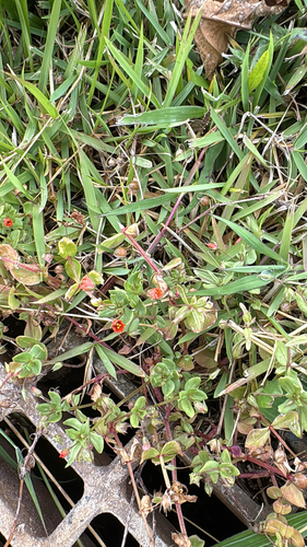 Lysimachia arvensis observed 2026-07-26