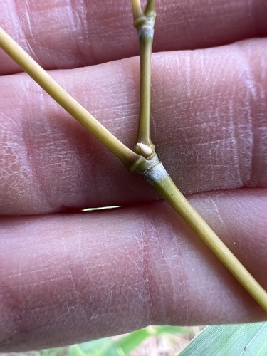 Phyllostachys aureosulcata, photograph 6