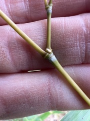Phyllostachys aureosulcata, photograph (c) Anne Parker, some rights reserved (CC BY)