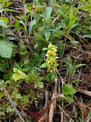 Lamium galeobdolon montanum