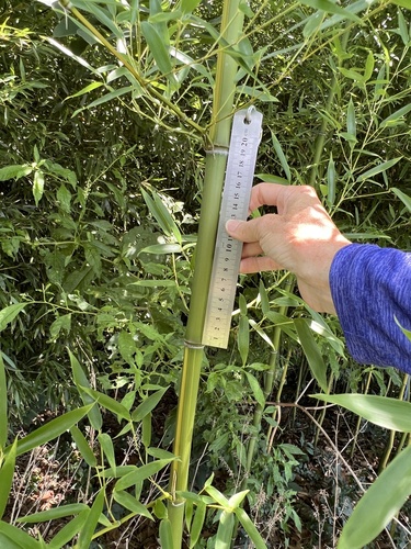 Phyllostachys aureosulcata, photograph 1