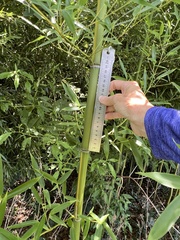 Phyllostachys aureosulcata