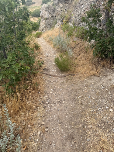 Gopher Snake