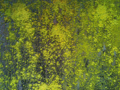 Chrysothrix granulosa