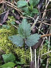 Cardamine diphylla