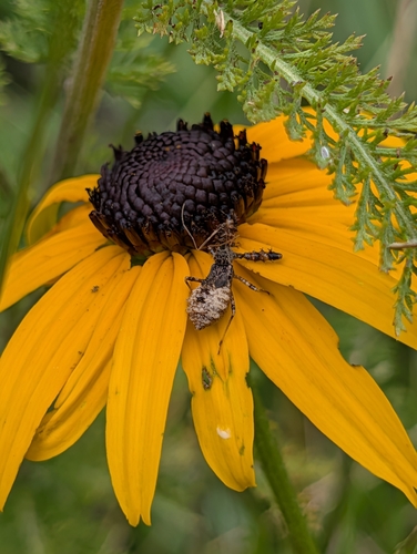 Spiny Assassin Bug