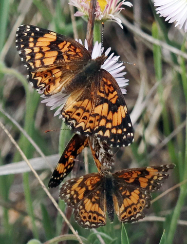Gorgone Checkerspot