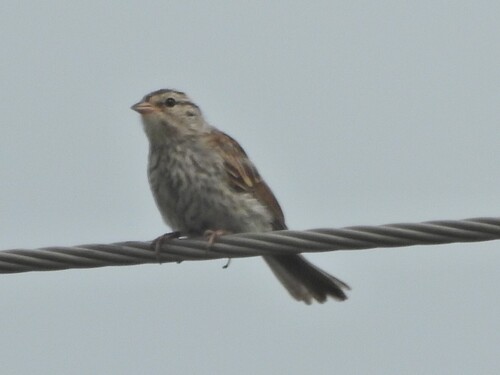 Chipping Sparrow