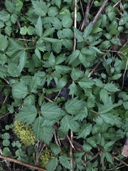 Cardamine diphylla