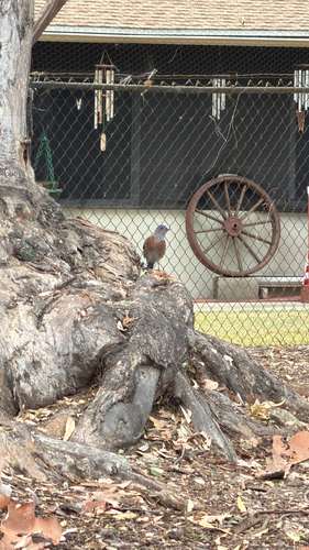 Western Bluebird