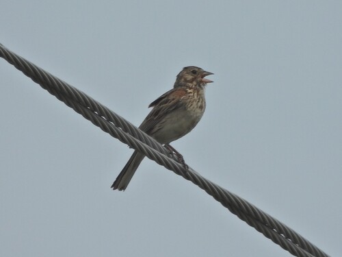 Pooecetes gramineus