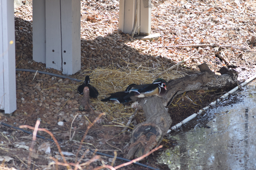 Wood Duck
