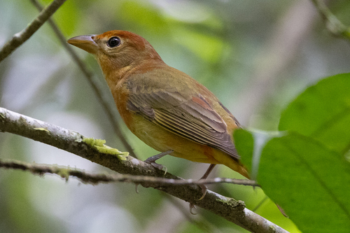 Summer Tanager