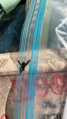 Spotted Bee Fly